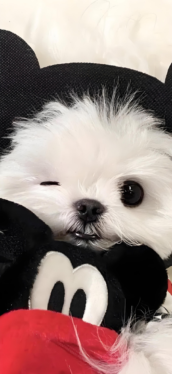 狗狗