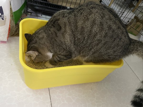 猫猫的厕所买小了