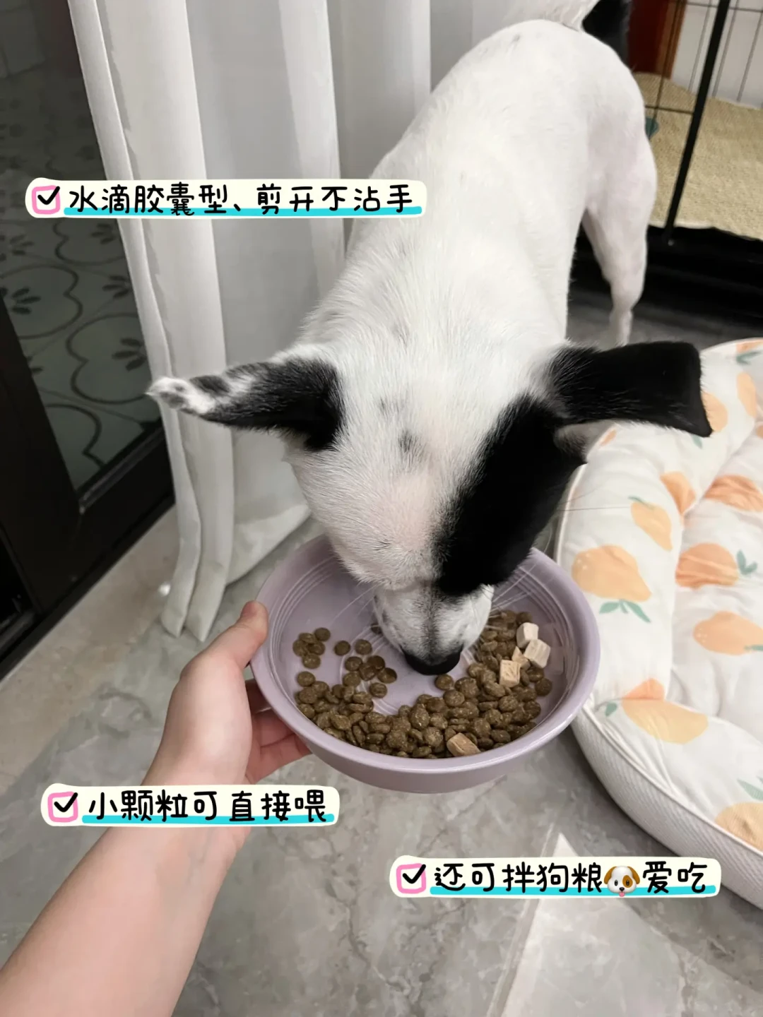 新手养狗完全指南:从基础物品到行为训练