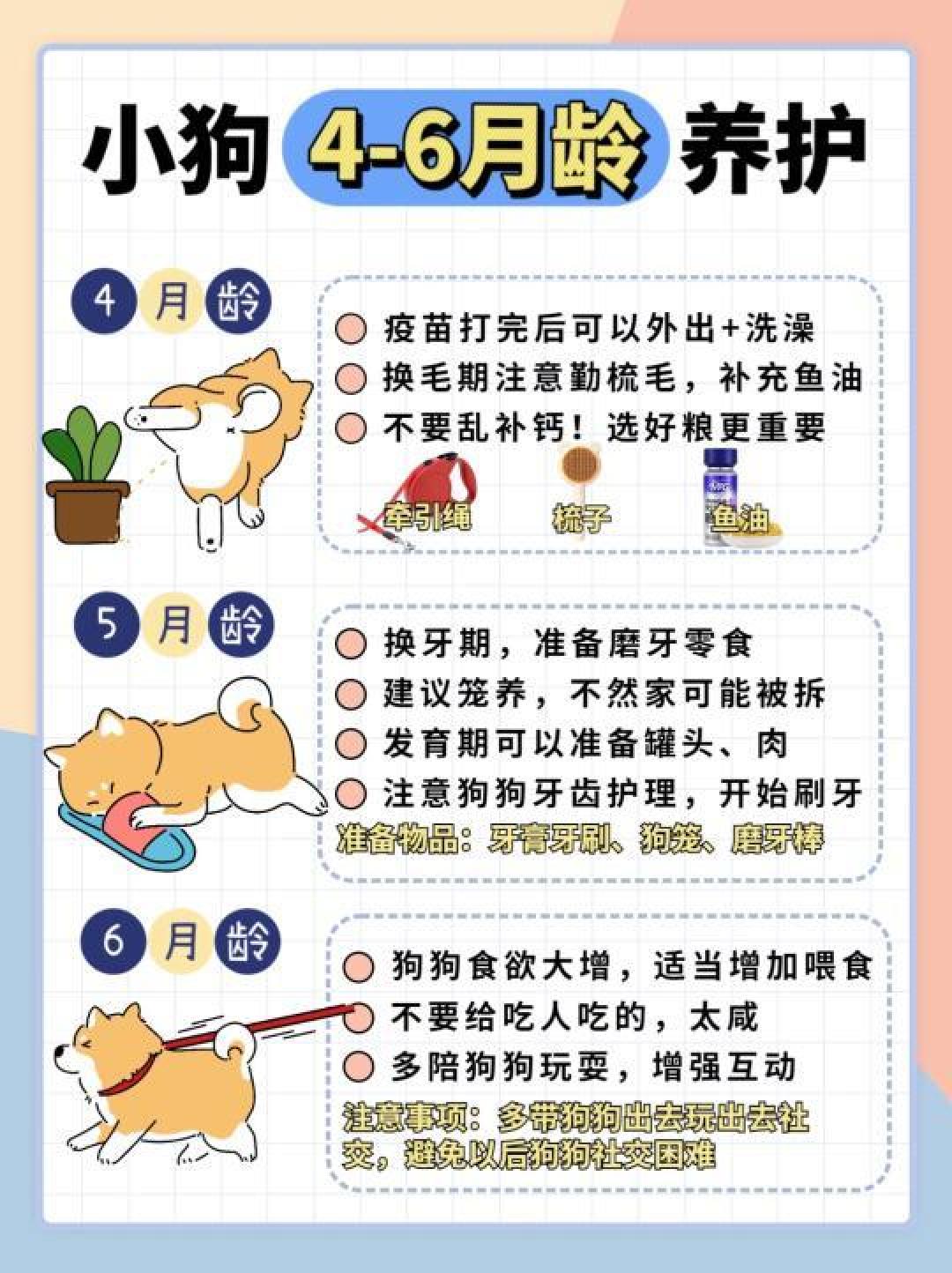 新手养狗完全指南:从基础物品到行为训练