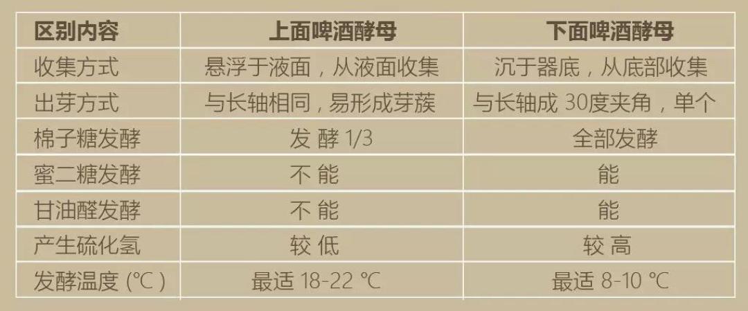 啤酒酿造秘密：深度解析酵母的多样特性