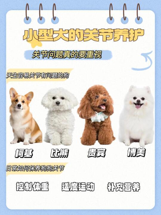 狗狗骨骼关节问题❗你重视了吗❓❓