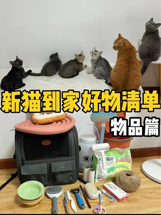 新猫到家准备清单🧾物品篇#创作灵感 #新手养猫 #萌宠好物 #平价好物 #新猫到家