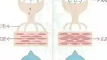 六肽-2Hexapeptide-2|促进胶原蛋白合成，延缓衰老