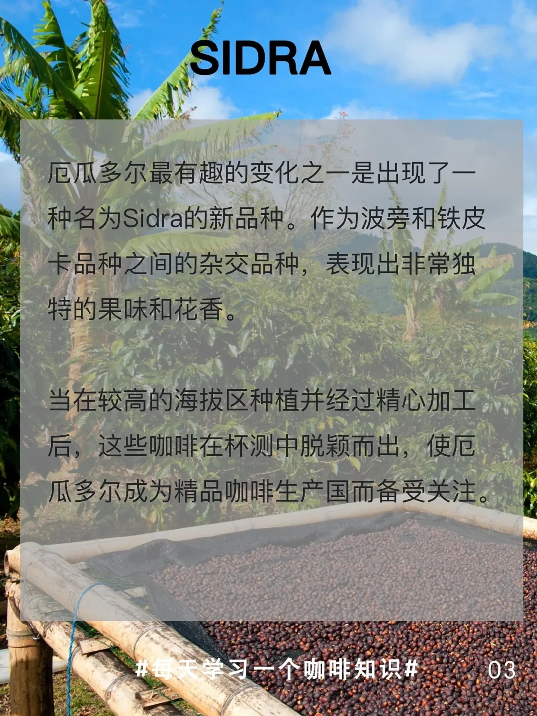厄瓜多尔咖啡生产:品种、历史与未来展望