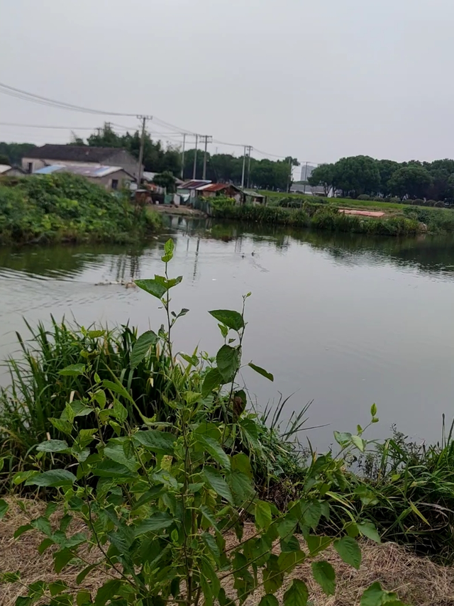 看来鸭子也知道中午饭点要回家。