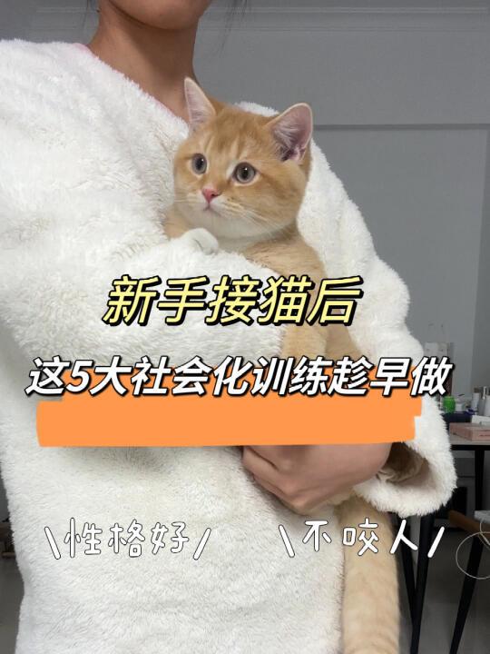 新猫到家，这五大社会化训练一定要趁早做！