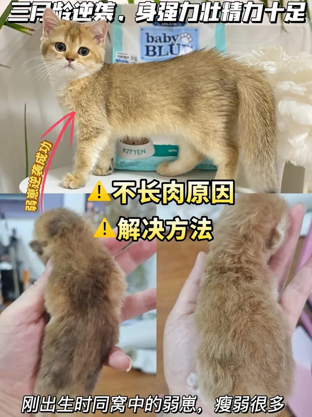 瘦弱幼🐱不长肉如何喂养｜保姆级攻略分享