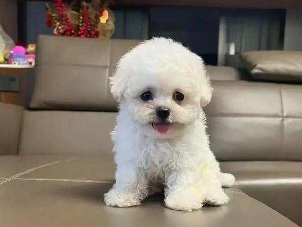 守护爱犬健康，疫苗知识全攻略