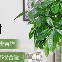 绿植谁不喜欢呢？绿植选购指南来啦