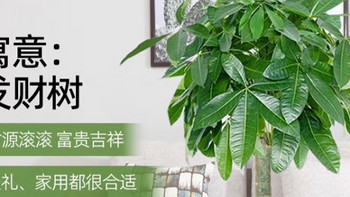 绿植谁不喜欢呢？绿植选购指南来啦