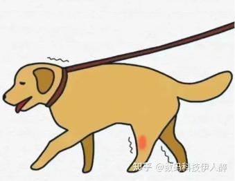 狗狗关节问题怎么预防？2024年狗狗软骨素选购指南|麦德氏、MAG、vetwish、萨沙哪个更好一些？