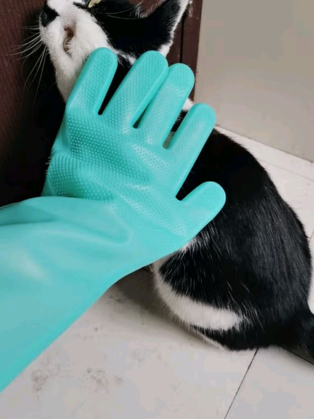 派乐特狗狗洗澡手套，猫咪也适用的超棒按摩好物！