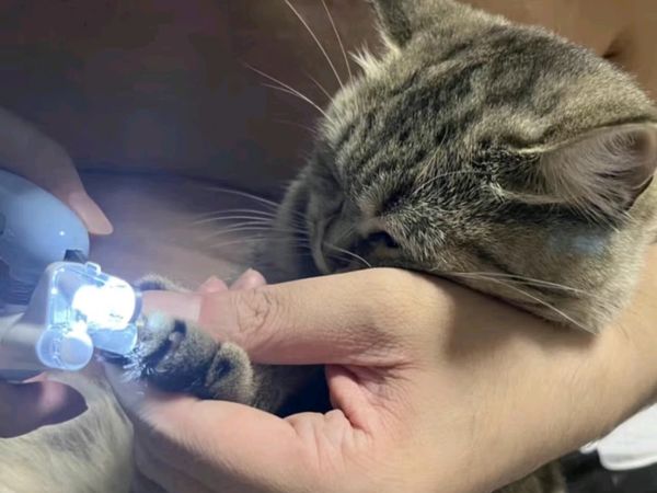 憨憨乐园猫指甲剪，带灯的宠物剪甲神器！