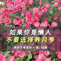 如果你做不好这些，建议不要养月季！！！