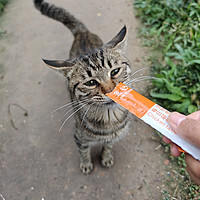 拿个猫条去喂楼下的流浪猫