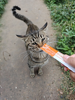 拿个猫条去喂楼下的流浪猫