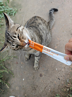 拿个猫条去喂楼下的流浪猫