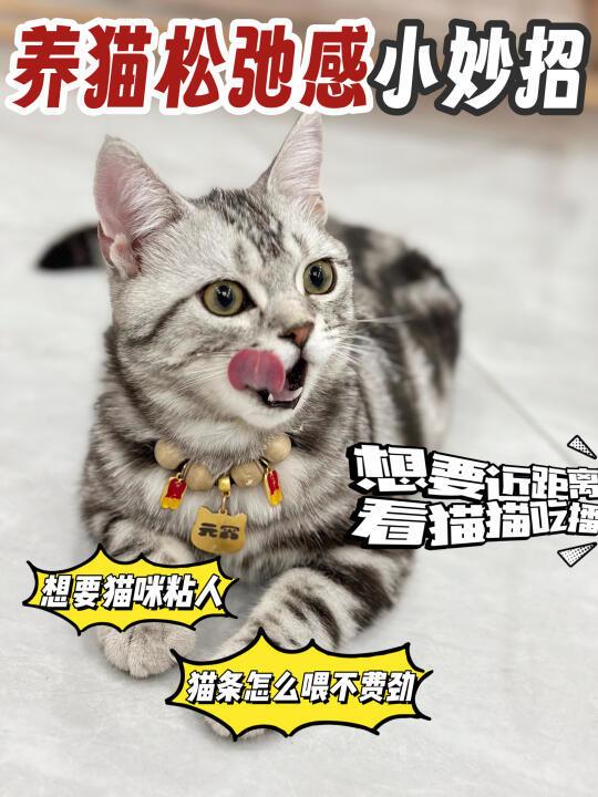 到底是谁设计的猫勺呀，让我找到养猫松弛感