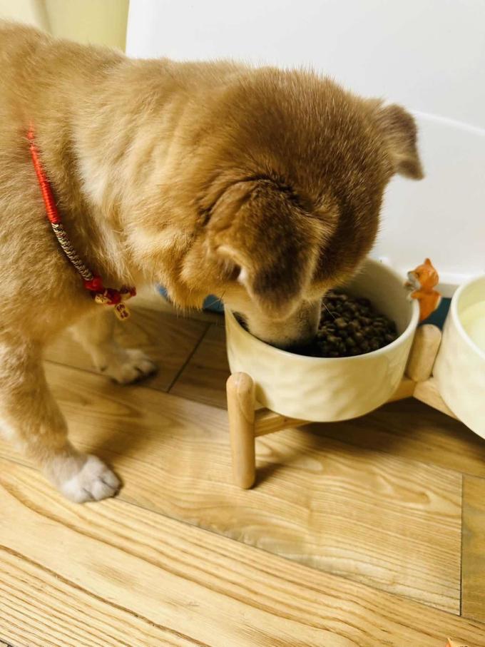 狗粮