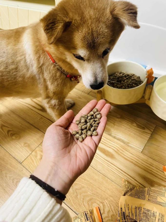 狗粮