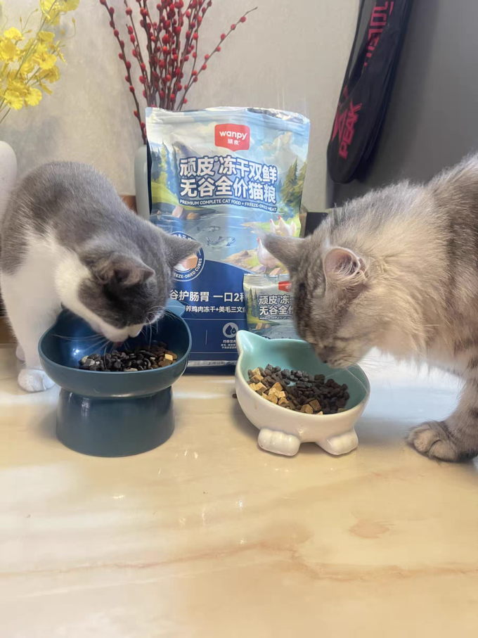 顽皮猫咪干粮