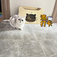 小馒头的猫抓板又该换新的了🤣😸