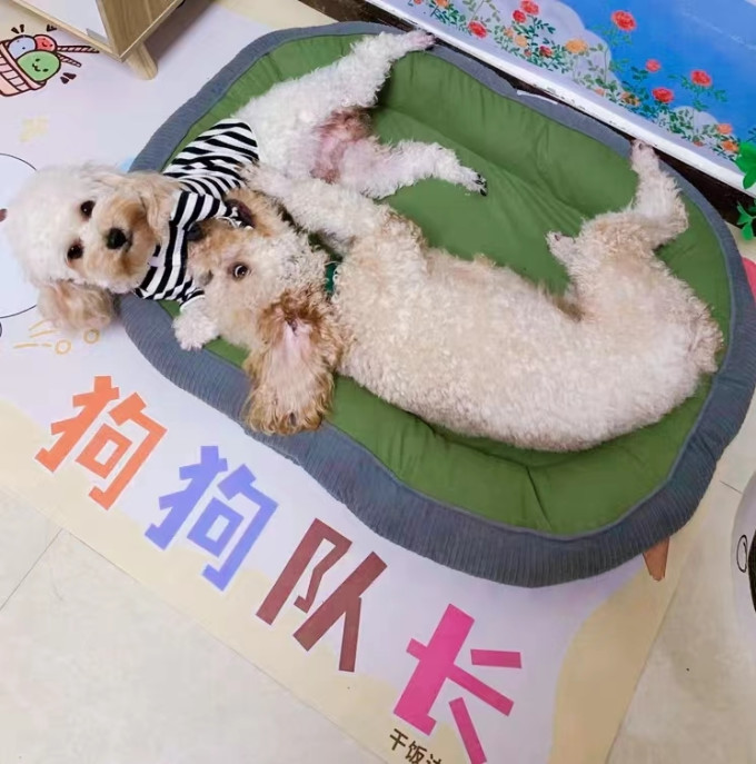 嬉皮狗猫笼/猫别墅