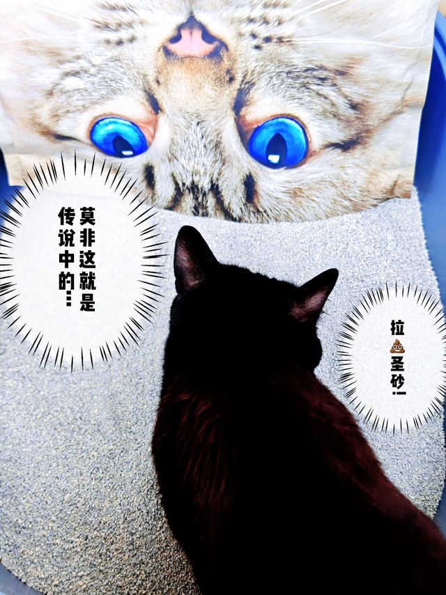 测评｜外国的猫砂就是好？换了进口矿砂，小黑的确拉得更多了……