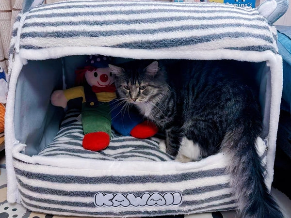 封闭式猫窝，温暖舒适的避风港