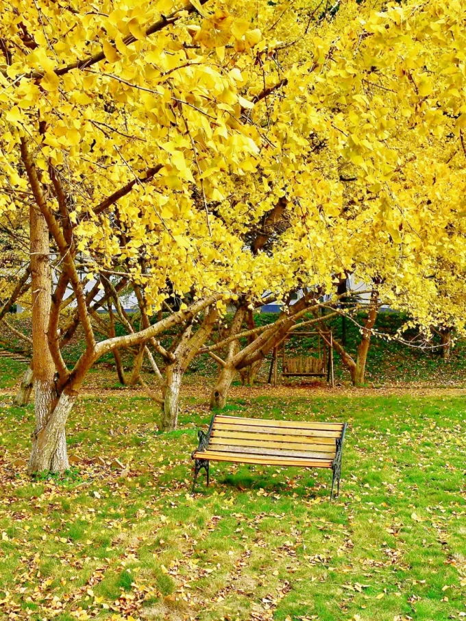 啄木鸟女士风衣