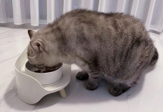 双碗猫食盆：宽敞的用餐空间，舒适的生活体验