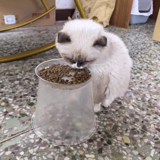 营养美味，麦富迪三文鱼油成幼猫粮，呵护猫咪成长