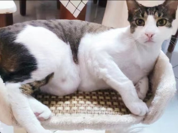 猫咪的乐园：实木猫窝一体猫爬架