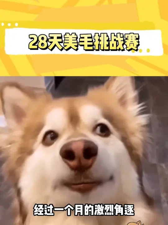 好消息！好消息！ 28天美毛挑战赛 完美收官！中奖的宝宝安心在家等待，我们使命必达~