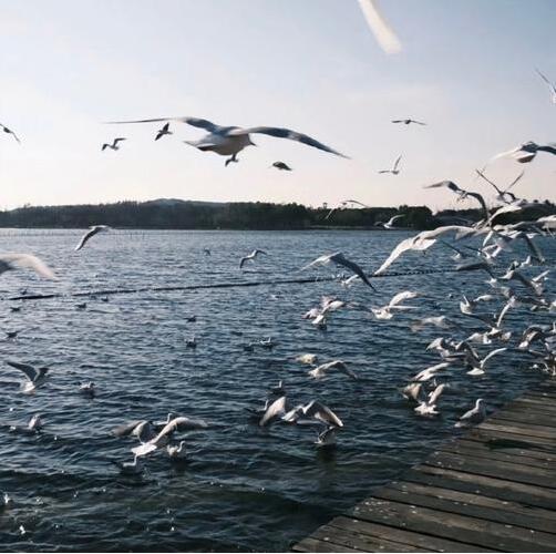 Live Photo：探索动态照片的魅力与应用