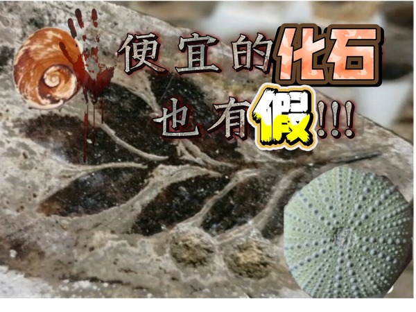 〖跦码〗便宜的化石都是真的?大错特错!!