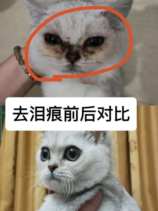 试过了！猫咪泪痕消失术！（已上岸，附手法