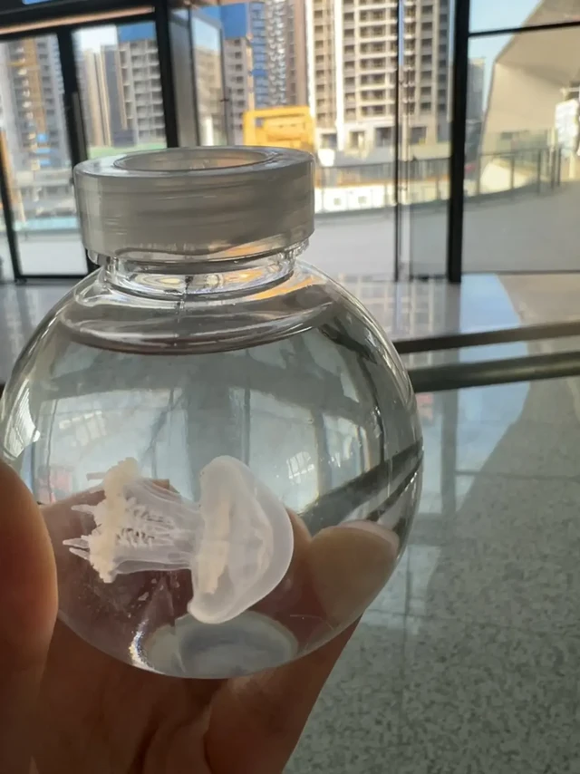 水族馆送的小水母咋养呀｜3天的照片合集