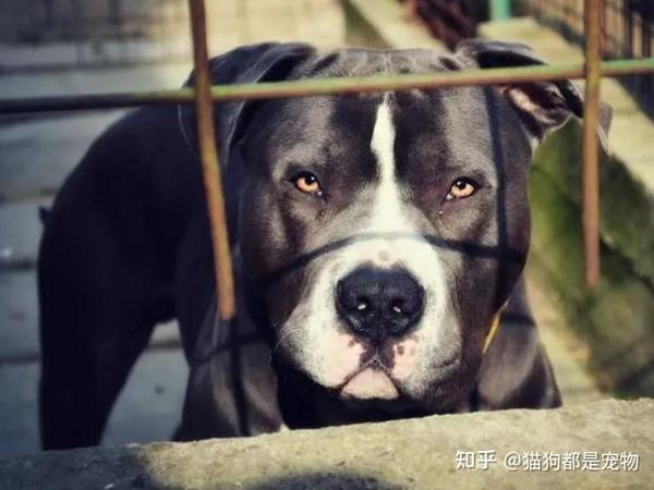 养狗，有9个“禁忌”，看你中了几个？