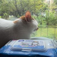 湿厕纸，谁用谁知道…