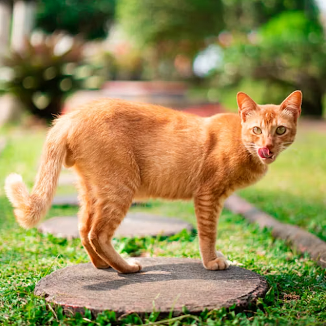 为什么大家都叫猫“喵星人”🐱👽