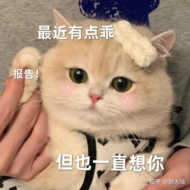 一只猫“认你为主”的10种表现，中3个以上，这猫没白疼！