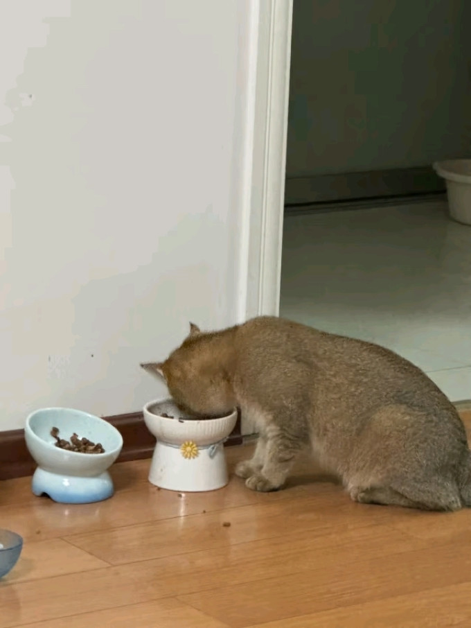 皇家猫咪干粮