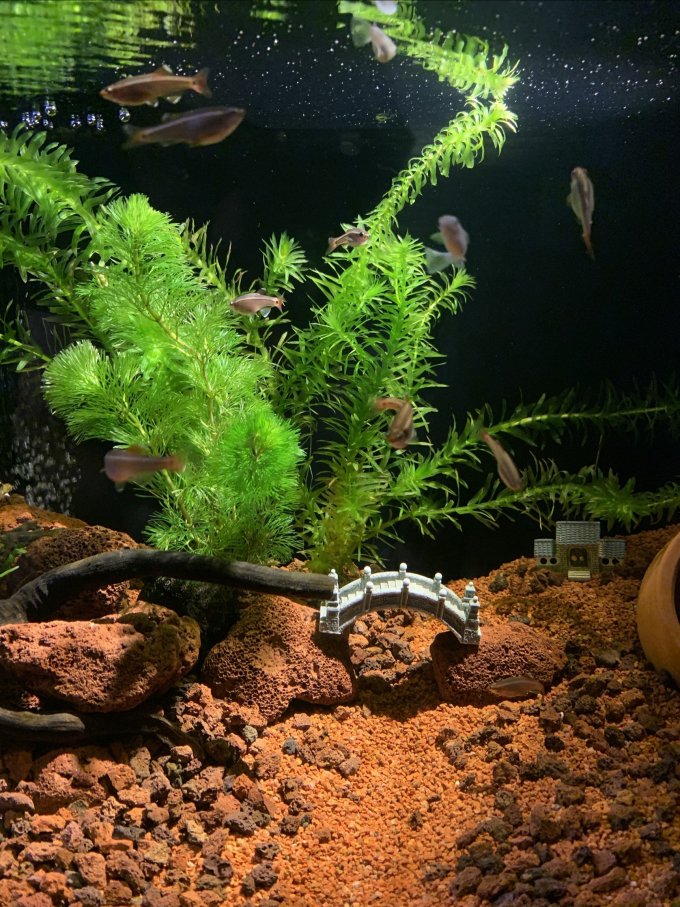 森森直角鱼缸