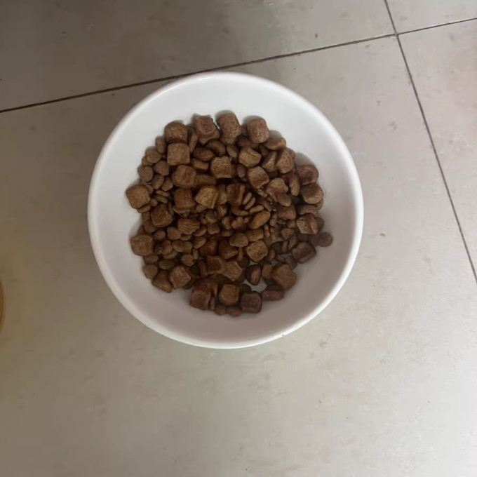 皇家猫咪干粮