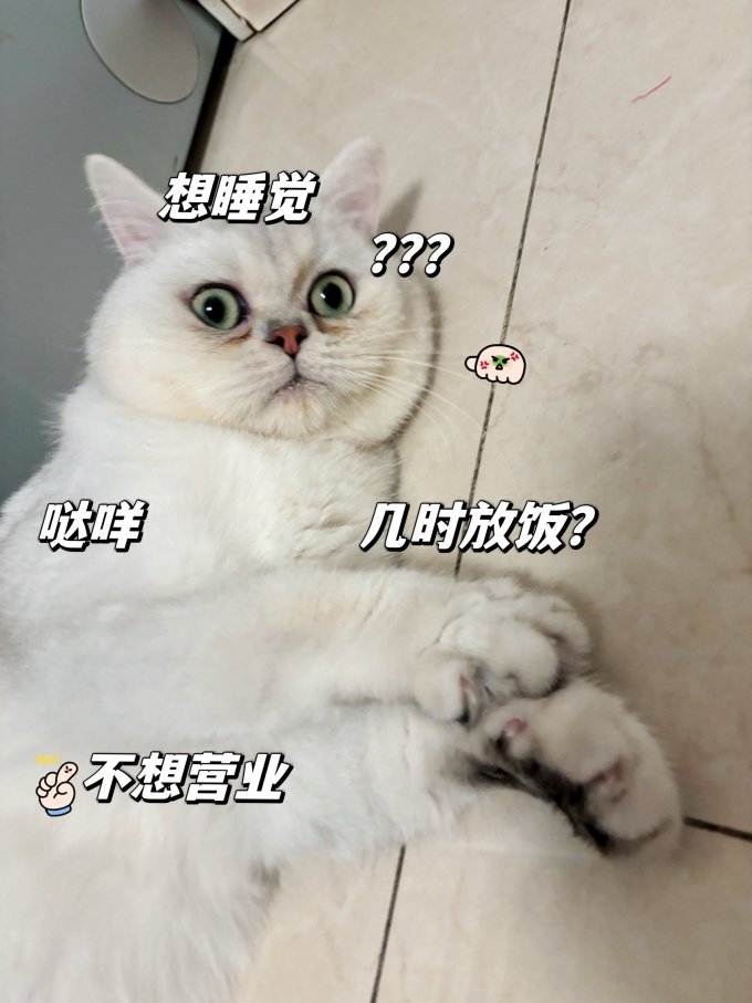 网易严选猫咪干粮