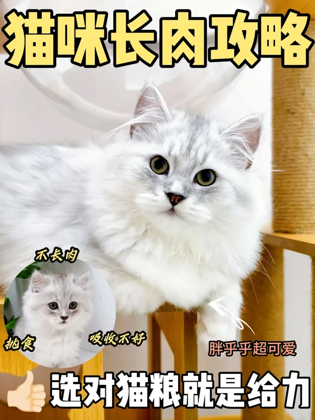 长肉猫粮到底应该怎么选？新手养猫进来看！
