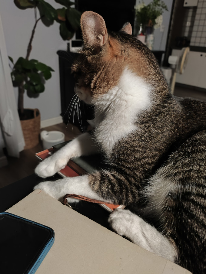 皇家猫咪干粮