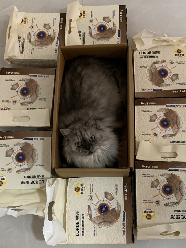 铲屎的又打猎回来了，这次带回来的是里兜混合猫砂